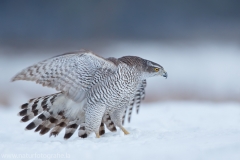 650 Habicht - Accipiter gentilis