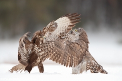 651 Habicht - Accipiter gentilis