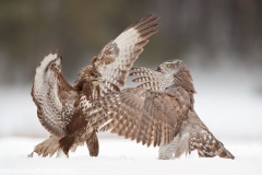 653 Habicht - Accipiter gentilis