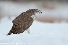 654 Habicht - Accipiter gentilis