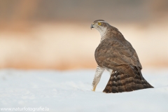 655 Habicht - Accipiter gentilis