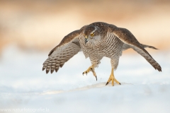 656 Habicht - Accipiter gentilis