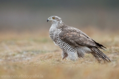 632 Habicht - Accipiter gentilis