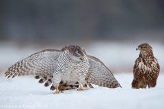 657 Habicht - Accipiter gentilis