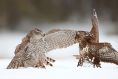 658 Habicht - Accipiter gentilis