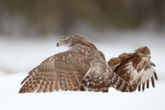 659 Habicht - Accipiter gentilis