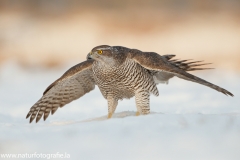 660 Habicht - Accipiter gentilis