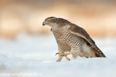 661 Habicht - Accipiter gentilis