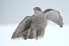 662 Habicht - Accipiter gentilis