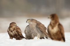 663 Habicht - Accipiter gentilis