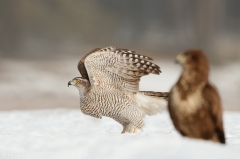 664 Habicht - Accipiter gentilis