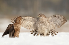 665 Habicht - Accipiter gentilis