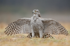 633 Habicht - Accipiter gentilis