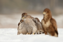 666 Habicht - Accipiter gentilis