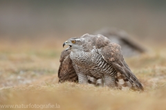 635 Habicht - Accipiter gentilis