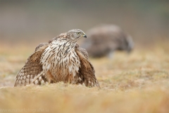 636 Habicht - Accipiter gentilis