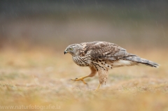 637 Habicht - Accipiter gentilis