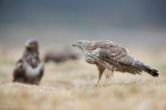 638 Habicht - Accipiter gentilis