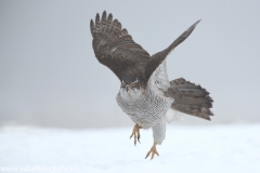 667 Habicht - Accipiter gentilis