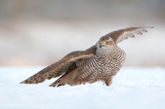 720 Habicht - Accipiter gentilis