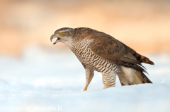 721 Habicht - Accipiter gentilis