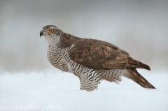 715 Habicht - Accipiter gentilis