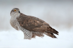 716 Habicht - Accipiter gentilis