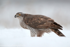 717 Habicht - Accipiter gentilis