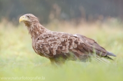 682 Seeadler - Haliaeetus albicilla