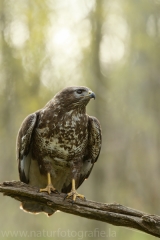 570 Mäusebussard - Buteo buteo