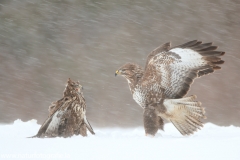 703 Mäusebussard - Buteo buteo