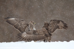 705 Mäusebussard - Buteo buteo