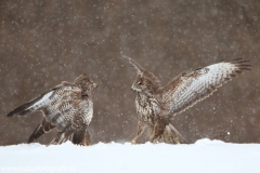 706 Mäusebussard - Buteo buteo