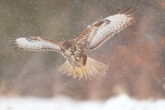 702 Mäusebussard - Buteo buteo