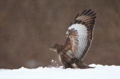 700 Mäusebussard - Buteo buteo