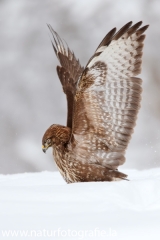 701 Mäusebussard - Buteo buteo