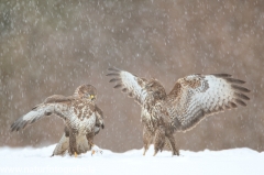 707 Mäusebussard - Buteo buteo