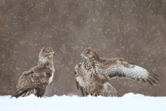 708 Mäusebussard - Buteo buteo