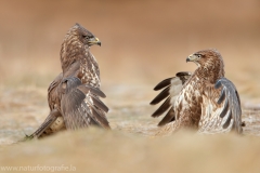 582 Mäusebussard - Buteo buteo