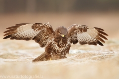 583 Mäusebussard - Buteo buteo