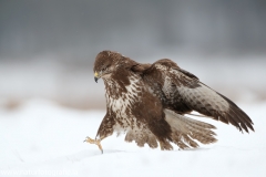 593 Mäusebussard - Buteo buteo