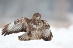 596 Mäusebussard - Buteo buteo