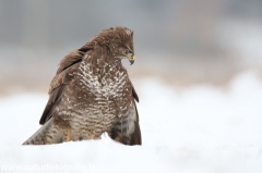 597 Mäusebussard - Buteo buteo