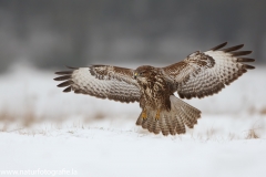 598 Mäusebussard - Buteo buteo