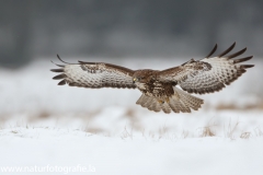 599 Mäusebussard - Buteo buteo