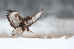 600 Mäusebussard - Buteo buteo