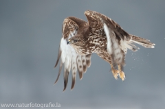 601 Mäusebussard - Buteo buteo