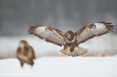 602 Mäusebussard - Buteo buteo