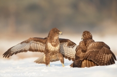 603 Mäusebussard - Buteo buteo