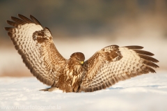 604 Mäusebussard - Buteo buteo